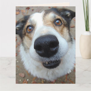 FUNNY DOG GET WELL SOON Greeting Cards