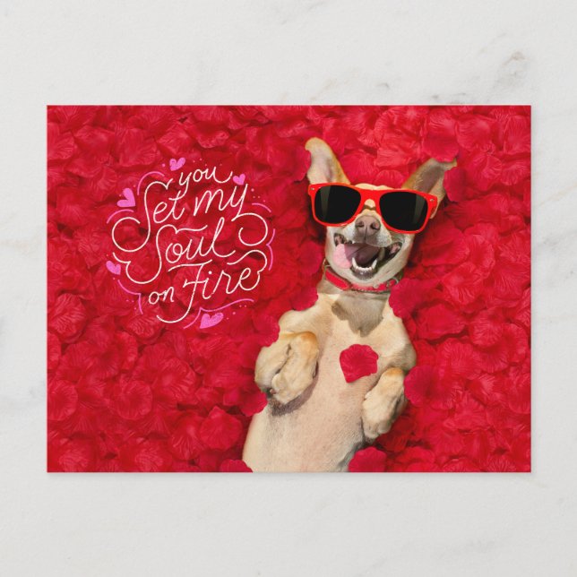 Funny Dog in Red Rose Petals Happy Valentine's  Postcard (Front)