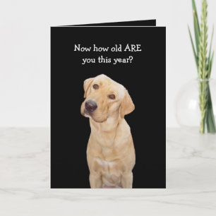 Funny Dog/Lab Birthday Card