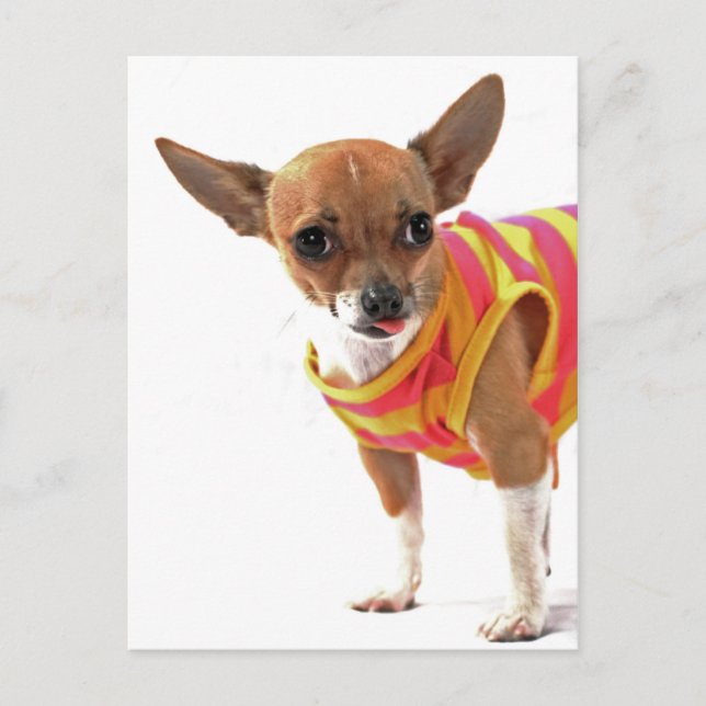 Funny Dog making faces Chihuahua Postcard (Front)