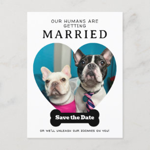Funny Dog Photo Our Humans Are Getting Married Announcement Postcard