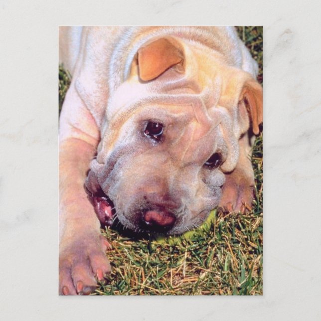 Funny Dog Postcard (Front)