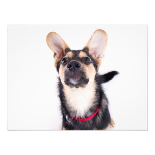 Funny dog puppy photo print