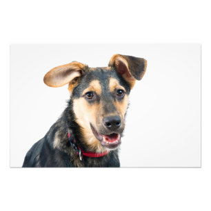 Funny dog puppy photo print