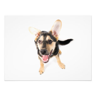 Funny dog puppy photo print