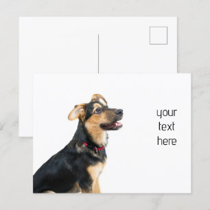 Funny dog puppy postcard