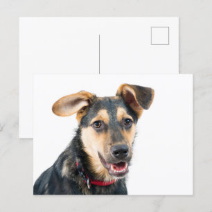 Funny dog puppy postcard