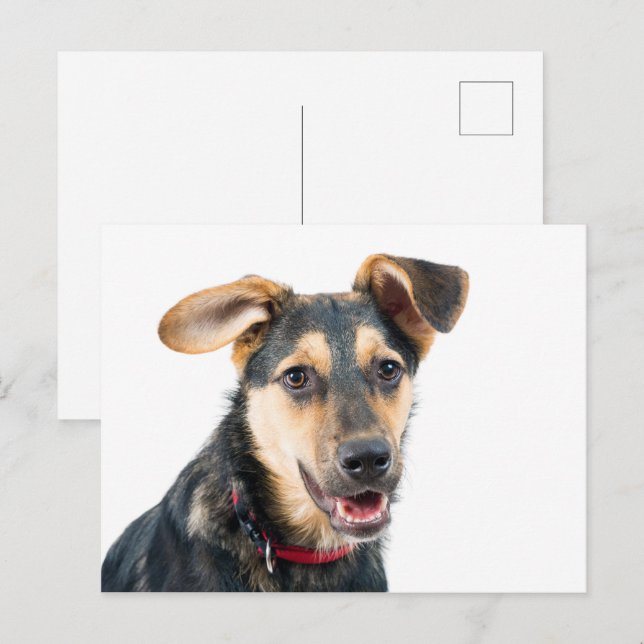 Funny dog puppy postcard (Front/Back)