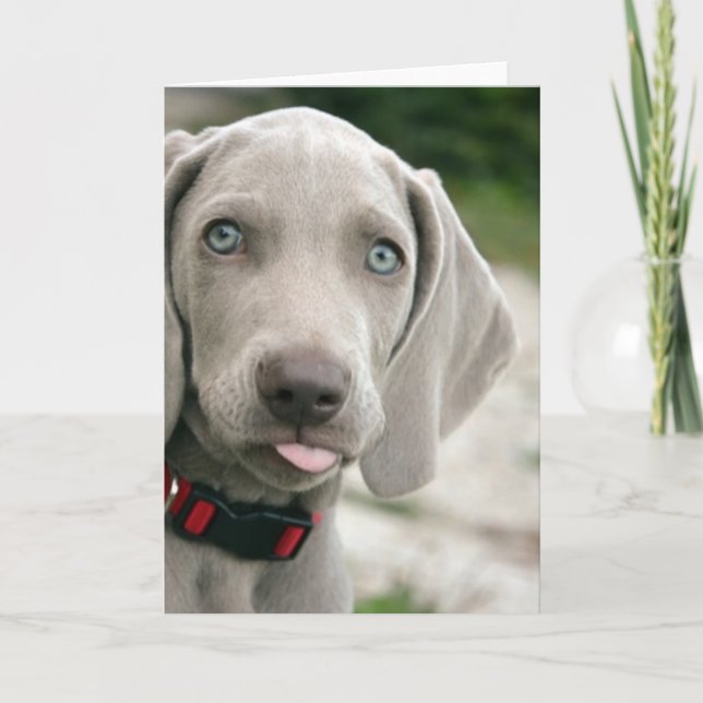 Funny Dog Sticking Tongue Out Photo Card (Front)