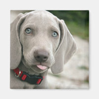 Funny Dog Sticking Tongue Out Photo