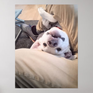 Funny Dog Won't Be Ignored Comical Photo Poster