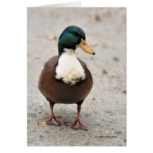 Funny Domestic Mallard Duclair Bibbed Odd Duck (Front)
