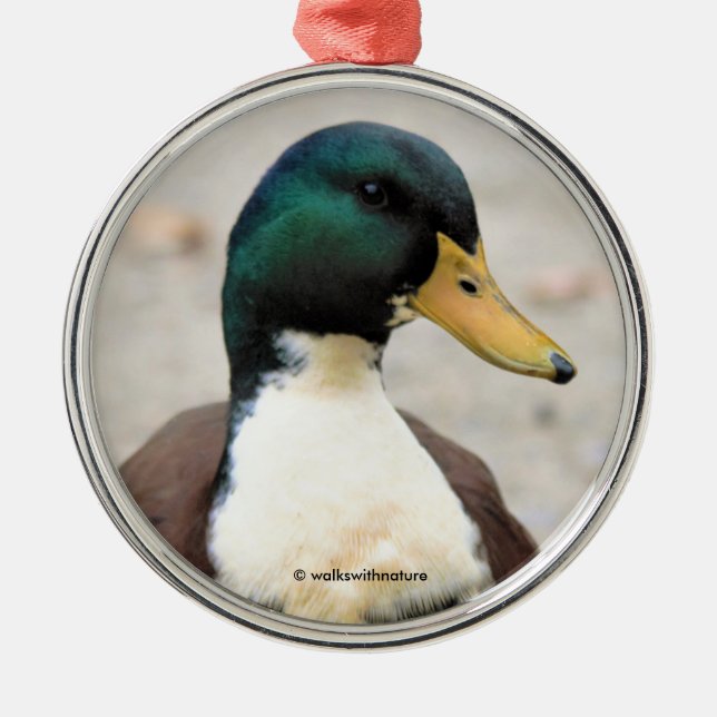 Funny Domestic Mallard Duclair Bibbed Odd Duck Metal Tree Decoration (Front)