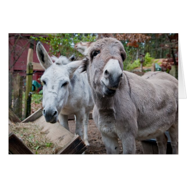 Funny Donkey (Front Horizontal)