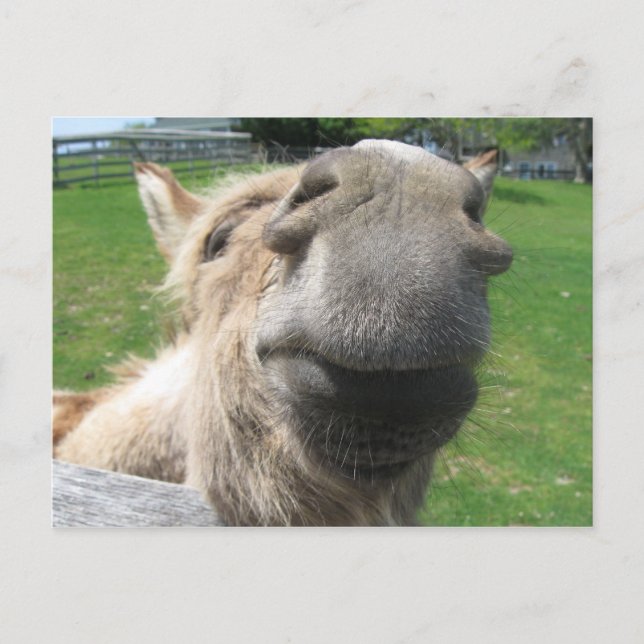 Funny Donkey Close Up Postcard (Front)