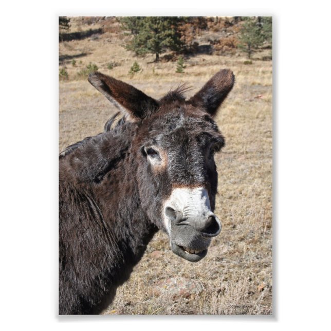 Funny Donkey Photo Print (Front)