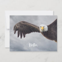 Funny Eagle Hello All Occasion Blank