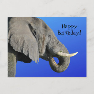 Funny Elephant Age Irrelevant Blue Happy Birthday Postcard