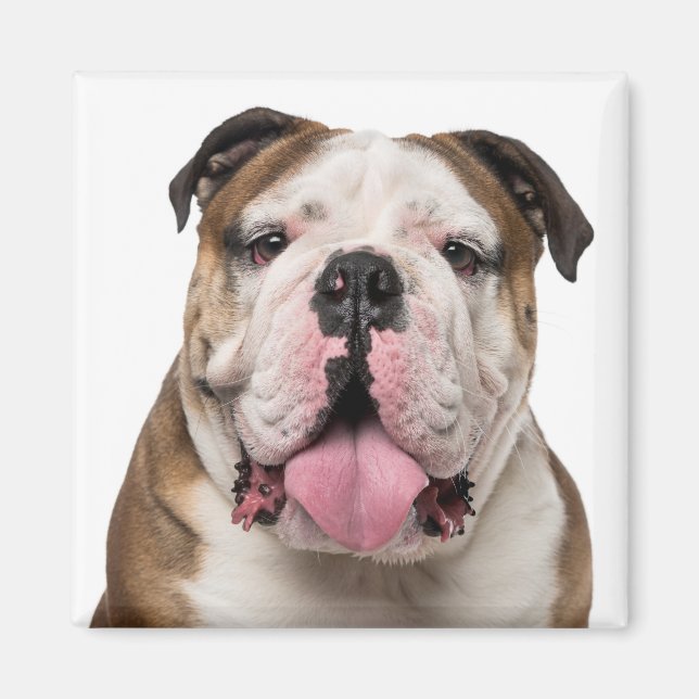 Funny English Bulldog Sticking Out Tongue Dog  Magnet (Front)