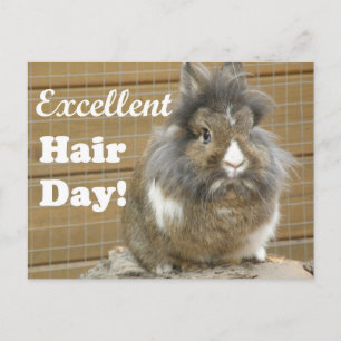 Funny "Excellent Hair Day" for Rabbit. Postcard