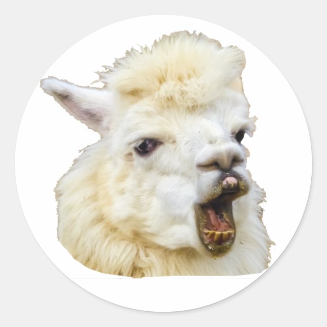 Funny face laughing Alpaka Crazy Lama teeth Classic Round Sticker (Front)