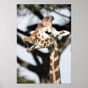 Funny faced reticulated giraffe, San Francisco Poster