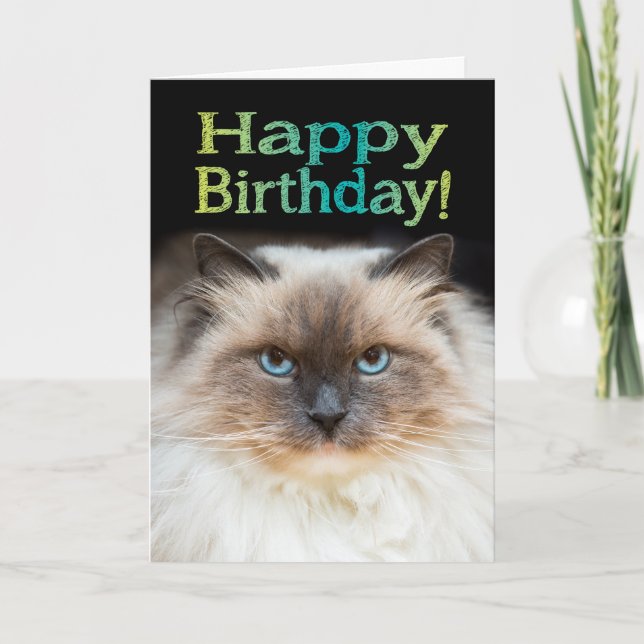 Funny Fiesty Cat Happy Birthday You're in My Chair Card (Front)
