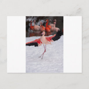 Funny Flamingo dancing the flamenco Postcard