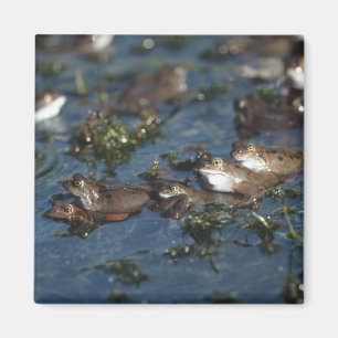 Funny frogs magnet