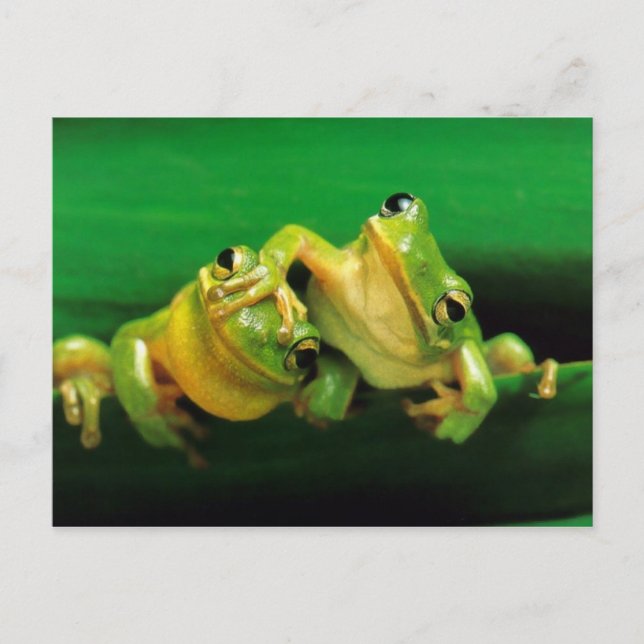 Funny Frogs Postcard (Front)