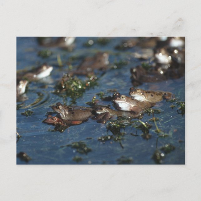 Funny frogs postcard (Front)