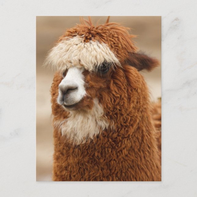 Funny Fuzzy Llama Postcard (Front)