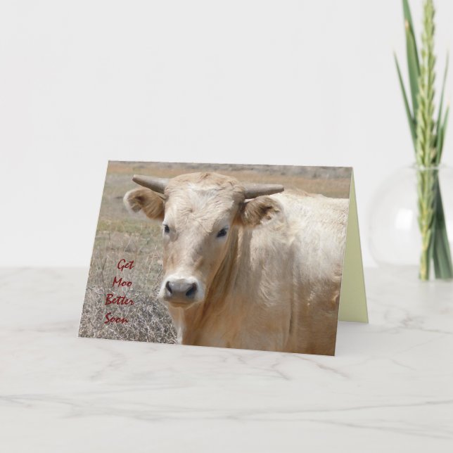 Funny Get Well - Cute White Cow - Ranch or Farm Card (Front)