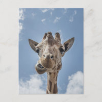 Funny Giraffe Face Close Up Photography