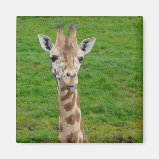 Funny Giraffe Sticking Out Tongue! Magnet (Front)