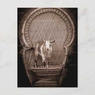 Funny goat postcard