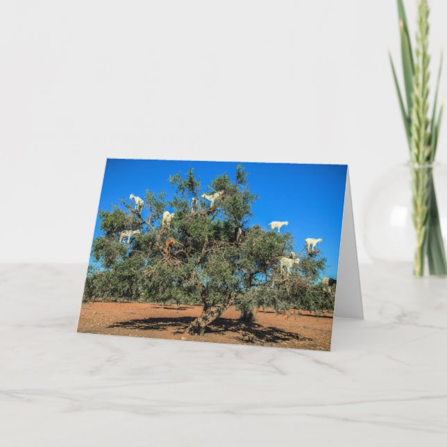Funny Goats in Trees Card (Front)