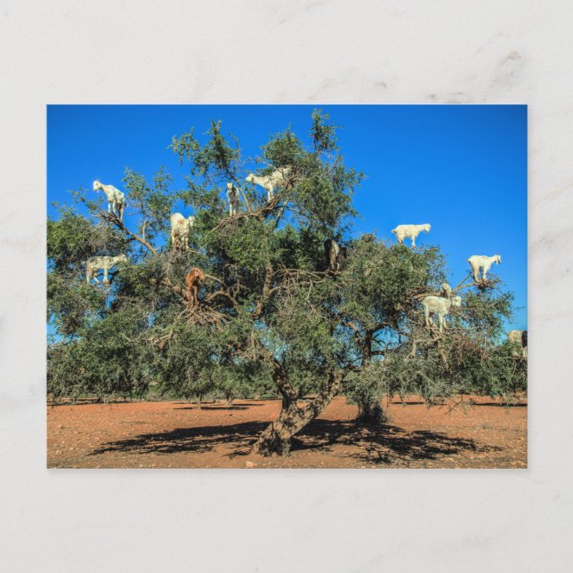 Funny Goats in Trees Morocco Postcard (Front)