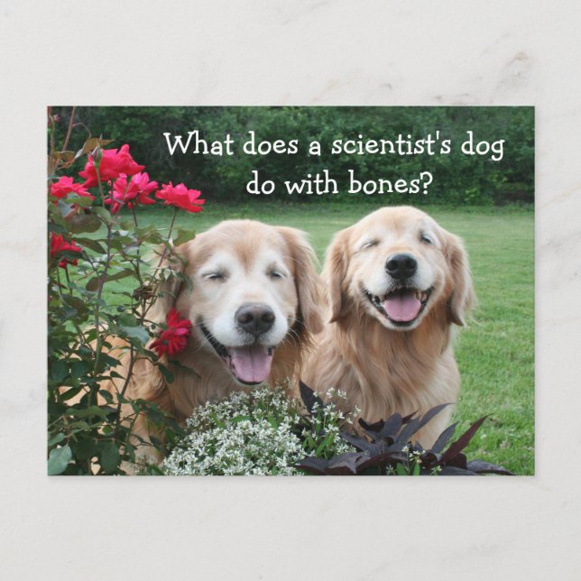 Funny Golden Retriever Barium Scientist Joke Postcard (Front)