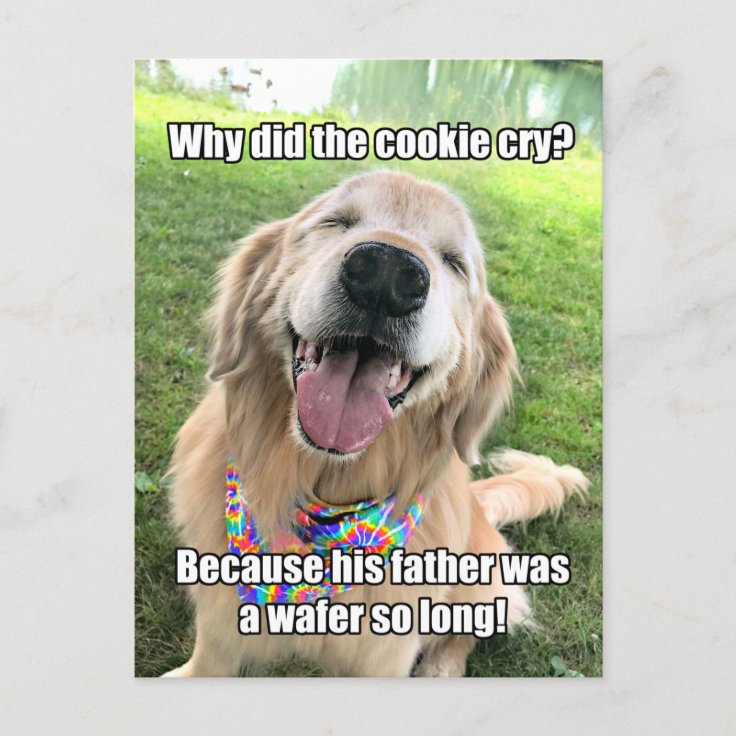 Funny Golden Retriever Cookie Joke Meme Postcard 
