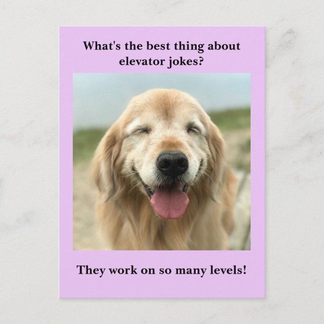 Funny Golden Retriever Dog Elevator Joke Postcard (Front)