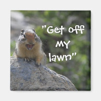 Funny Ground Squirrel