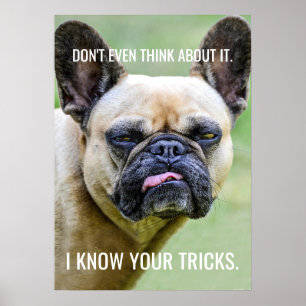 Funny Grumpy French Bulldog I Know Your Tricks Poster
