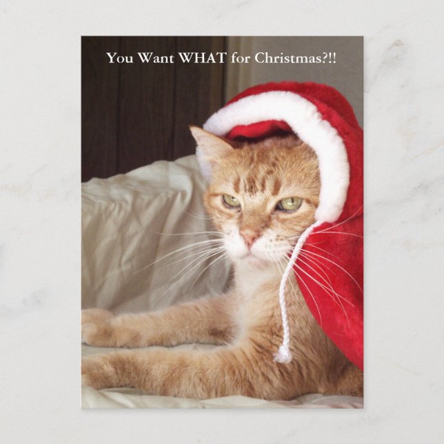 Funny Grumpy Ginger Cat Christmas Post Card (Front)