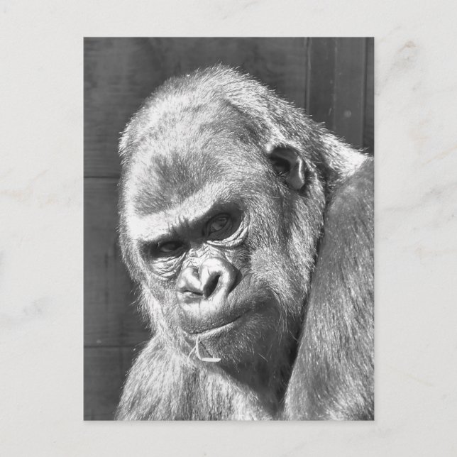 FUNNY GRUMPY GORILLA POSTCARD (Front)