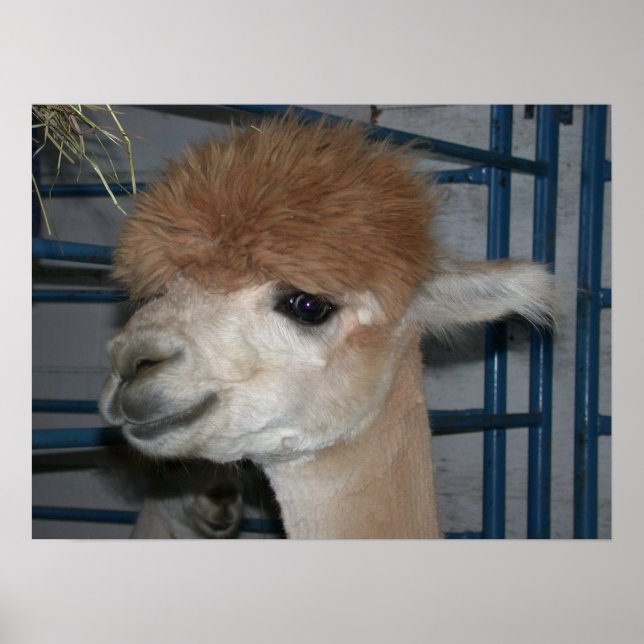 Funny Hairdo on Llama Poster (Front)
