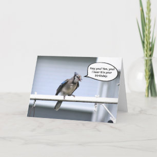 Funny Happy Birthday card - Blue jay birthday card