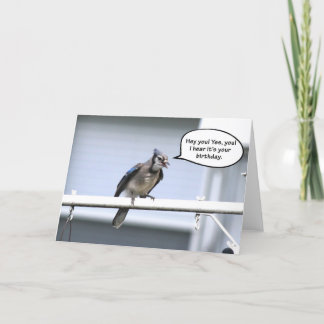 Funny Happy Birthday card - Blue jay birthday card