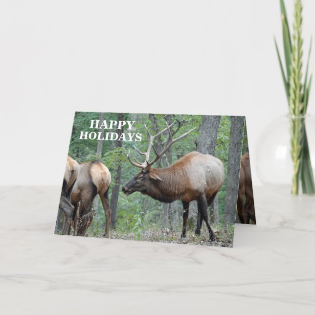 Funny Happy Holidays Bull Elk In Rut Holiday Card (Front)