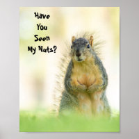 Funny Have You Seen My Nuts Squirrel Poster